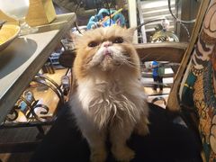 -more than meow吴止猫主题餐厅(承德 中船汇店)