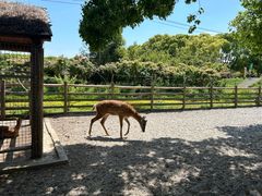 -苏州太湖西山岛开心农场
