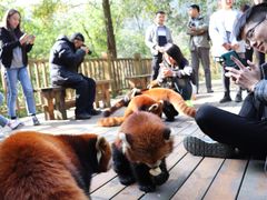 -都江堰中华大熊猫苑