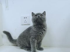 -艾贝尔宠物诊疗