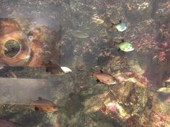 -西雅图水族馆