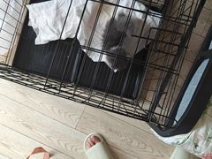 -欣宠猫屋·矮脚拿破仑·蓝金金渐层