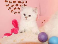-喵zoo家庭繁育猫舍(尖东智能花园店)