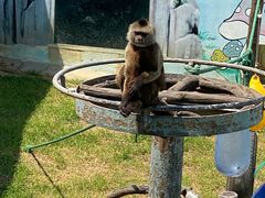 -西霞口神雕山野生动物世界