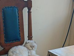 -猫小院猫主题餐厅(南锣旗舰店)