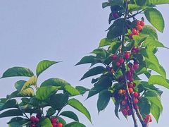 -北宅大永樱桃采摘基地(崂山总部)