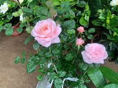 -金陵花卉交易市场