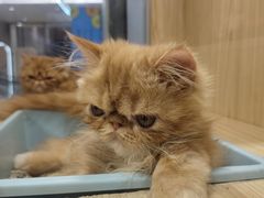 -屋虎猫馆(宝安大仟里店)