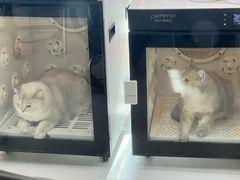 -车接车送·寄养洗护·德文猫舍(大宁店)