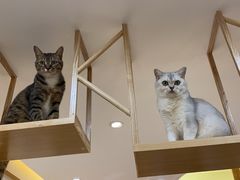 -滚猫咖啡·猫咖·猫友好撸猫(未来城店)