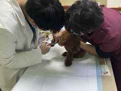 -艾贝尔宠物诊疗
