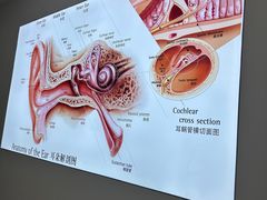 -自然之声助听器·呼吸机(康桥旗舰店)
