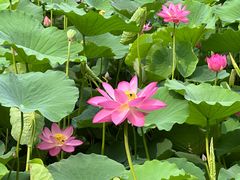 -莲花池公园