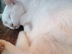 -豆逗聊愈猫阁Easy Life