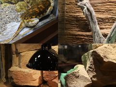 -帕帕拉兹宠物(亚洲旗舰店)