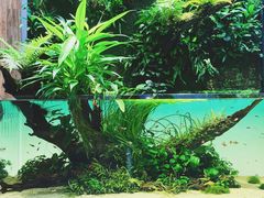 -ADA自然水景世界