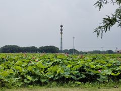 -嘉北郊野公园