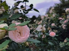 -人民公园(罗湖区)