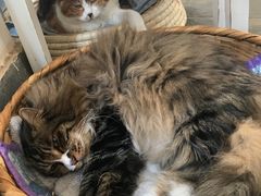 喵喵喵-Anne猫窝咖啡屋