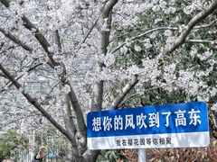 -高东镇樱花园