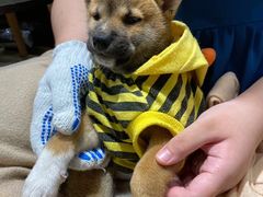 -逗柴咖啡屋·狗咖猫咖宠物桌游