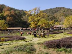 -千年银杏谷文化旅游区