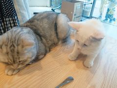 -平行世界·猫咖(首经贸店)