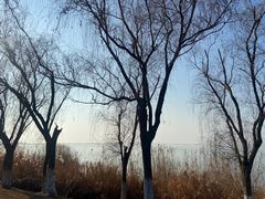 -西京湾花海
