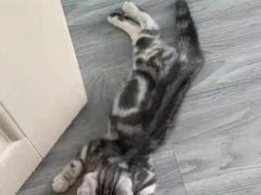 -宠福鑫康馨动物医院·骨科·眼科