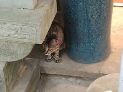 -猫的天空之城概念书店(杭州南宋御街店)