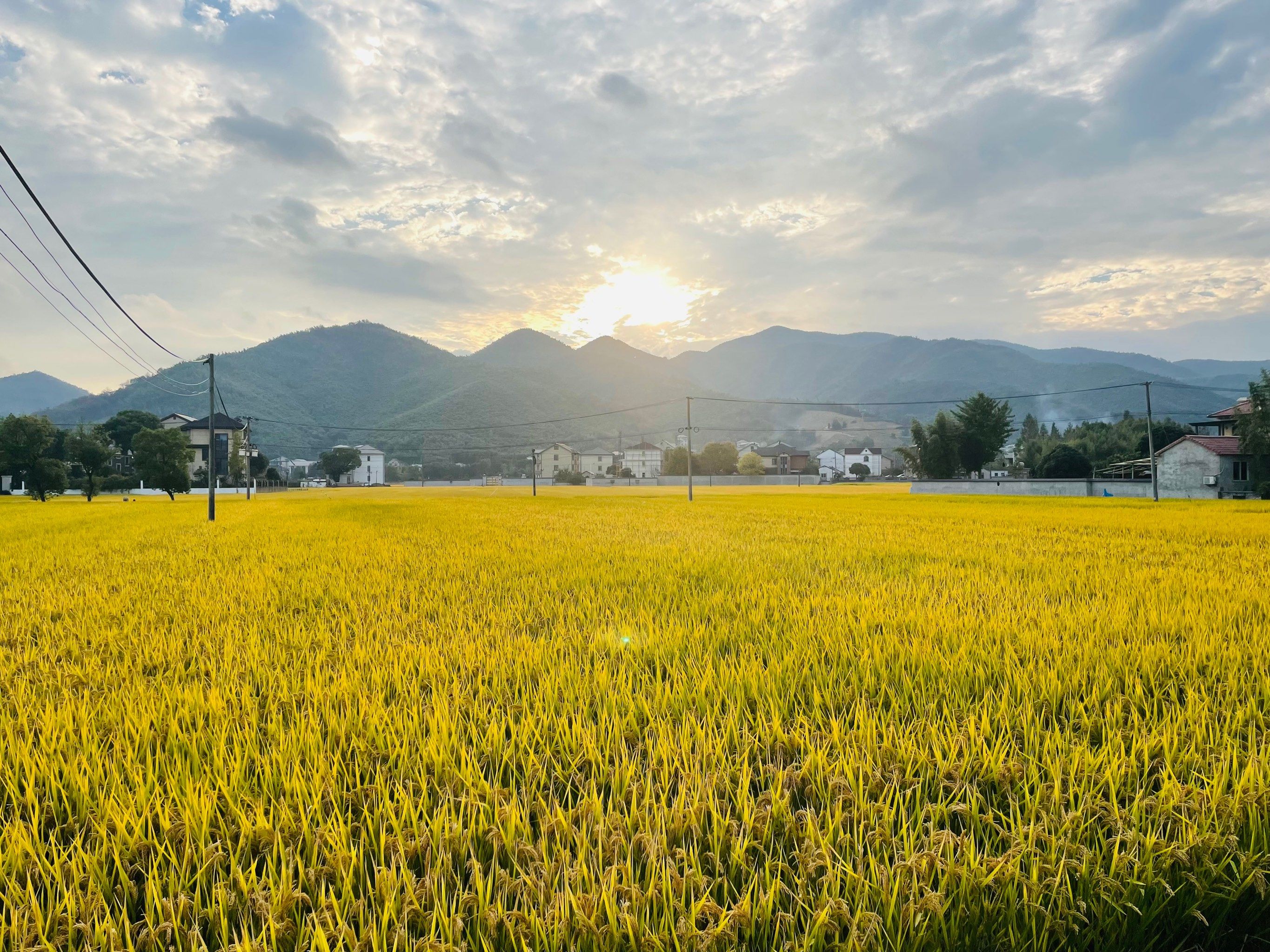 双溪绿道金黄的麦田