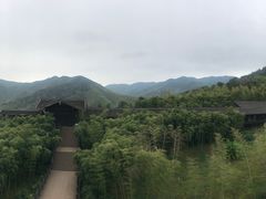-大唐贡茶院