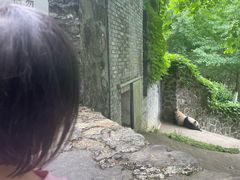 -都江堰中华大熊猫苑