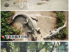 -广州长隆飞鸟乐园