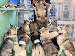 -Husky Go! 哈士奇体验馆·宠物咖啡厅狗咖
