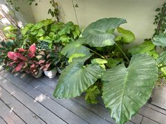 -绿房子方寸咖啡(星海名城店)