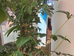 -桂满陇·蟹黄小笼汤包(中山公园店)