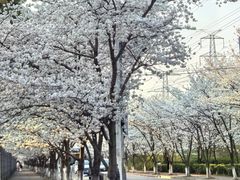 -高东镇樱花园