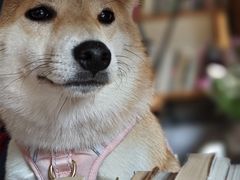 -YLK云南小粒咖啡·云里咖(二号店)