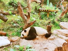 -广州长隆野生动物世界