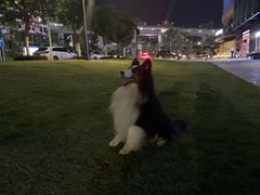 -瑞鹏宠物医院华南总院·夜诊·心脏科·骨科
