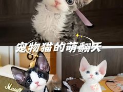 -山宅一喵德文卷毛猫舍