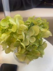 -上海玫瑰医疗美容医院