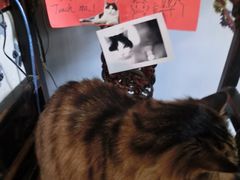 Anne猫窝咖啡屋-Anne猫窝咖啡屋