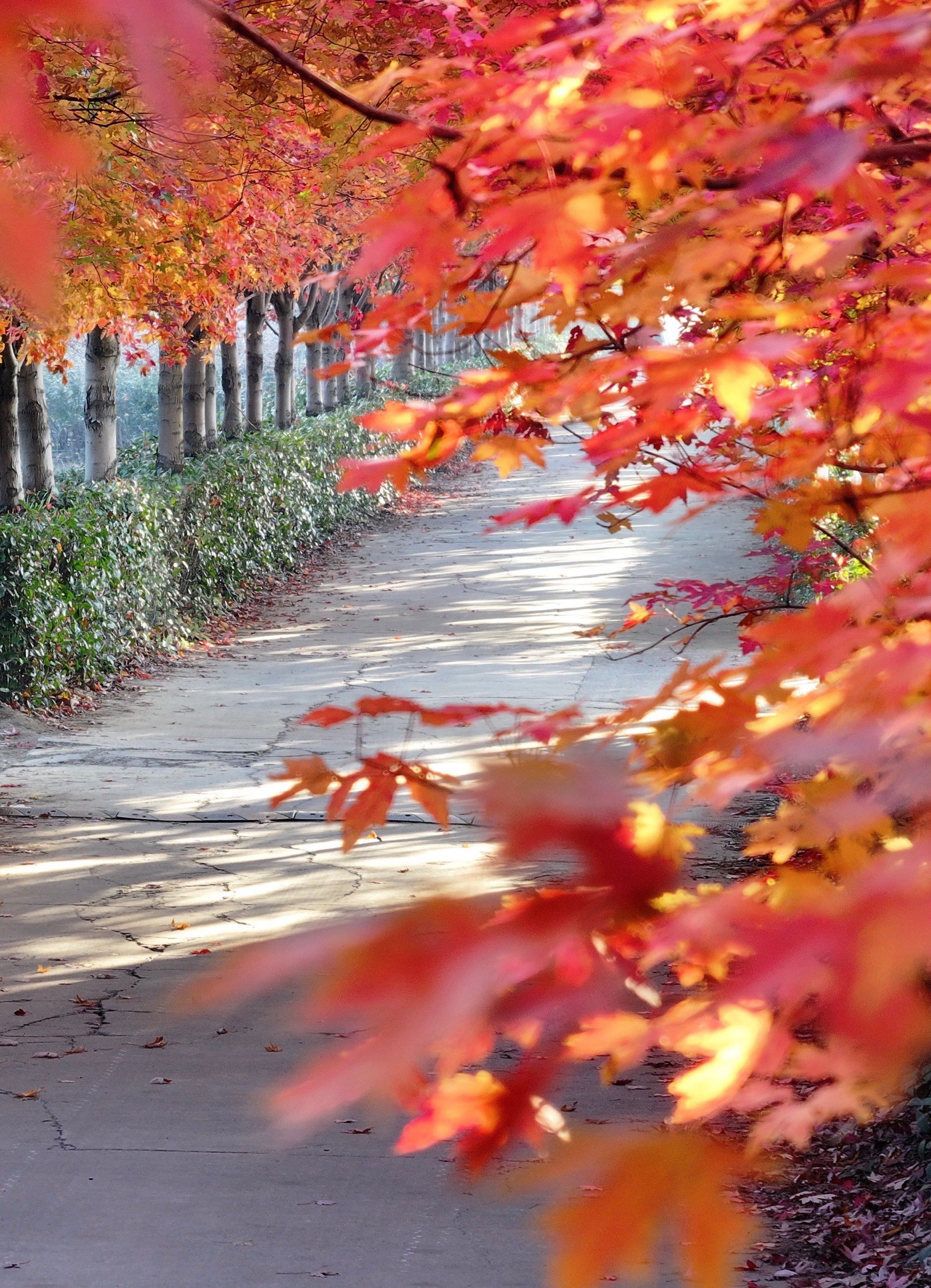 🍂绝美预警!阳澄湖网红枫叶大道又双叒叕红了‼️