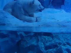-海合安青岛极地海洋公园