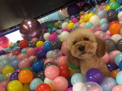 -Goku PET SHOP宠物视觉生活馆(双井店)