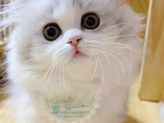 -欣宠猫屋·矮脚拿破仑·蓝金金渐层