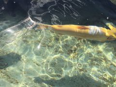 -向外鱼乐·土菜·虹鳟鱼