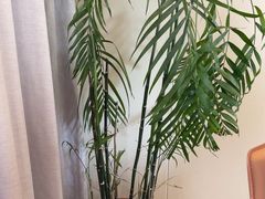 -羊门客在·烤盐池滩羊·川菜